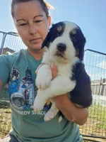 Moose, a male Bernedoodle for sale in Pueblo West, CO – 5 of 7