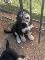 Juniper , a female Bernedoodle for sale in Pueblo West, CO – 3 of 9