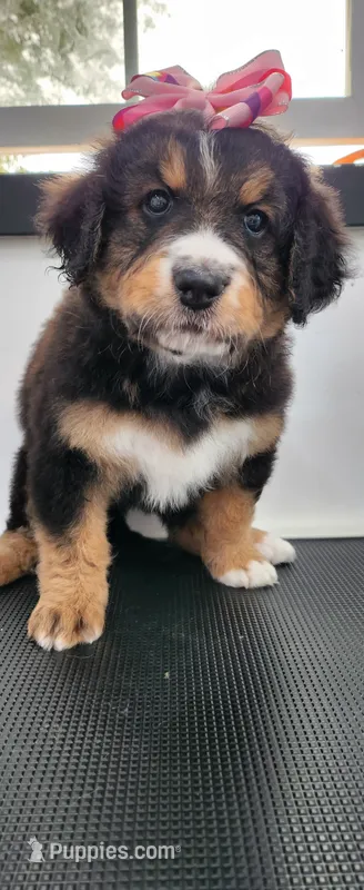 Willow – Bernedoodle puppy for sale in Pueblo West, CO