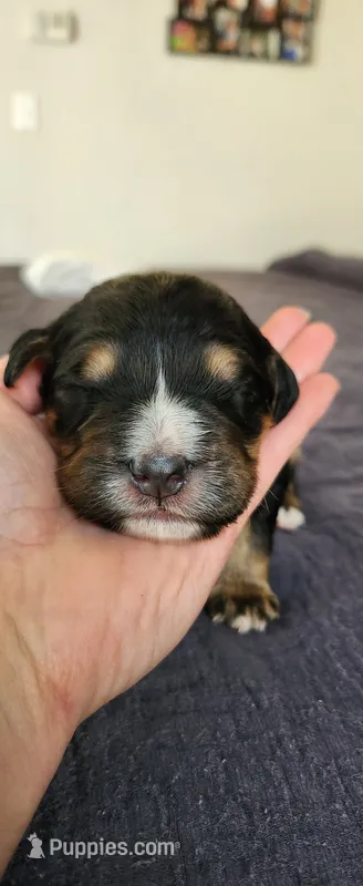 Bear – Bernedoodle puppy for sale in Pueblo West, CO
