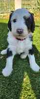 Aspin, a female Bernedoodle for sale in Pueblo West, CO – 7 of 9