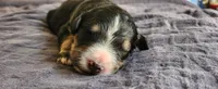 Maple, a female Bernedoodle for sale in Pueblo West, CO – 3 of 4
