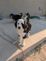 Aspin, a female Bernedoodle for sale in Pueblo West, CO – 2 of 9