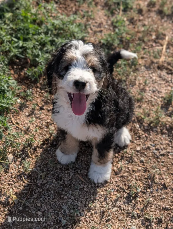 Ranger – Bernedoodle puppy for sale in Pueblo West, CO