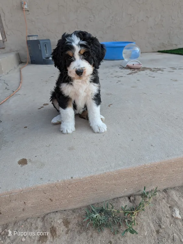 Hazel  – Bernedoodle puppy for sale in Pueblo West, CO