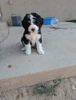 Hazel , a female Bernedoodle for sale in Pueblo West, CO – 1 of 10