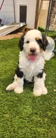 Aspin, a female Bernedoodle for sale in Pueblo West, CO – 8 of 9