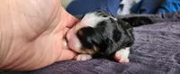 Hazel , a female Bernedoodle for sale in Pueblo West, CO – 2 of 5
