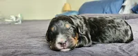Bear, a male Bernedoodle for sale in Pueblo West, CO – 1 of 3