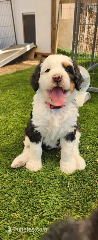Aspin – Bernedoodle puppy for sale in Pueblo West, CO