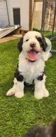 Aspin, a female Bernedoodle for sale in Pueblo West, CO – 3 of 9