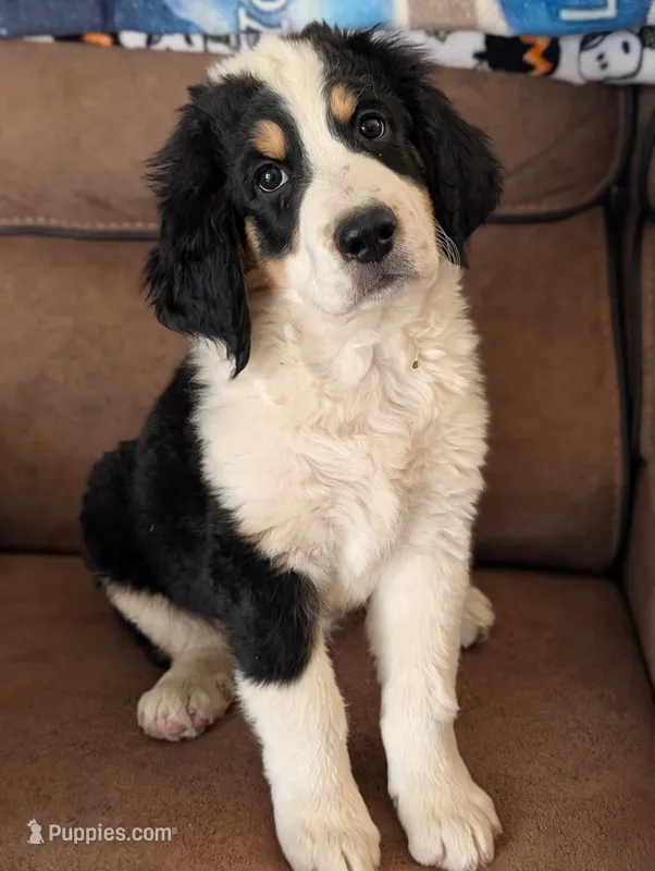 Moose – Bernedoodle puppy for sale in Pueblo West, CO