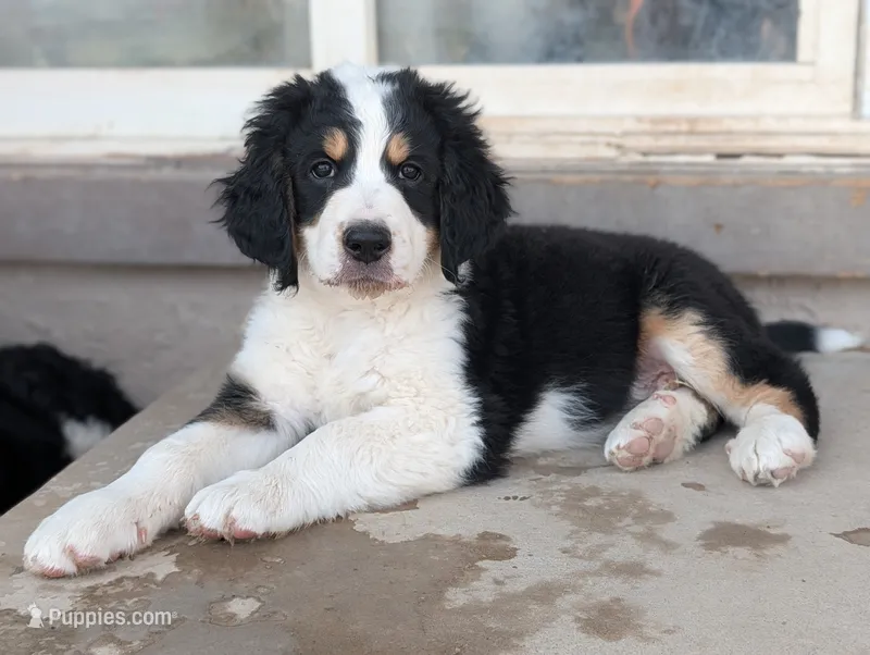 Moose – Bernedoodle puppy for sale in Pueblo West, CO