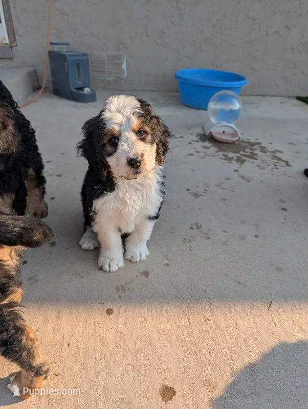 Maverick  – Bernedoodle puppy for sale in Pueblo West, CO