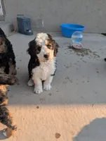Maverick , a male Bernedoodle for sale in Pueblo West, CO – 1 of 9