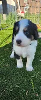 Moose, a male Bernedoodle for sale in Pueblo West, CO – 3 of 7