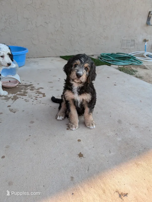 Juniper  – Bernedoodle puppy for sale in Pueblo West, CO