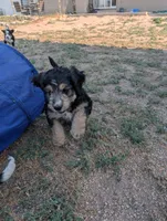 Juniper , a female Bernedoodle for sale in Pueblo West, CO – 6 of 9