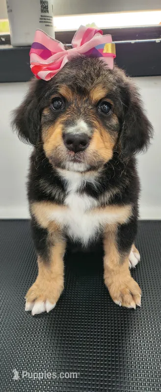 Maple – Bernedoodle puppy for sale in Pueblo West, CO