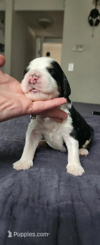 Maverick  – Bernedoodle puppy for sale in Pueblo West, CO