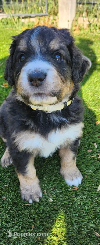 Willow – Bernedoodle puppy for sale in Pueblo West, CO