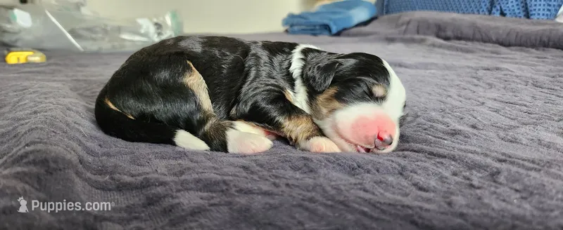 Ranger – Bernedoodle puppy for sale in Pueblo West, CO