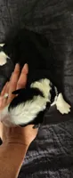 Maverick , a male Bernedoodle for sale in Pueblo West, CO – 3 of 3