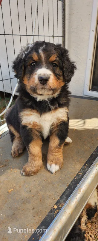 Willow – Bernedoodle puppy for sale in Pueblo West, CO