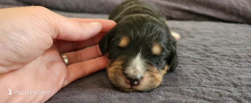 Maple – Bernedoodle puppy for sale in Pueblo West, CO