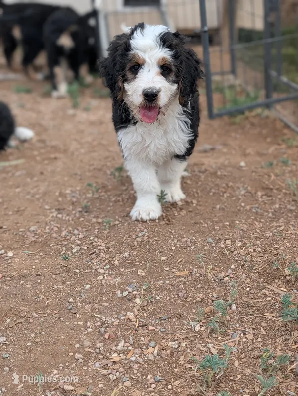 Maverick  – Bernedoodle puppy for sale in Pueblo West, CO