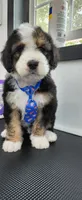 Ranger, a male Bernedoodle for sale in Pueblo West, CO – 5 of 10