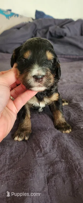 Oakley  – Bernedoodle puppy for sale in Pueblo West, CO