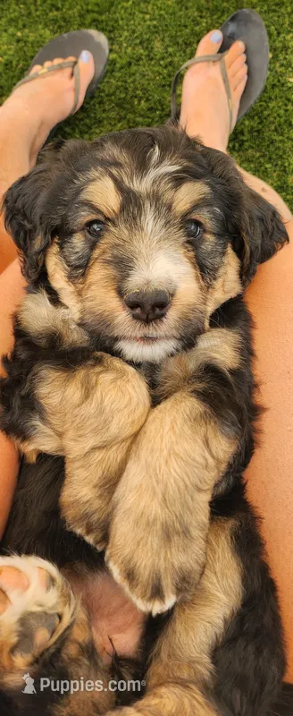 Juniper  – Bernedoodle puppy for sale in Pueblo West, CO