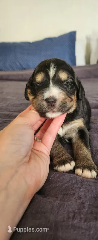 Juniper  – Bernedoodle puppy for sale in Pueblo West, CO