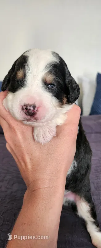 Moose – Bernedoodle puppy for sale in Pueblo West, CO