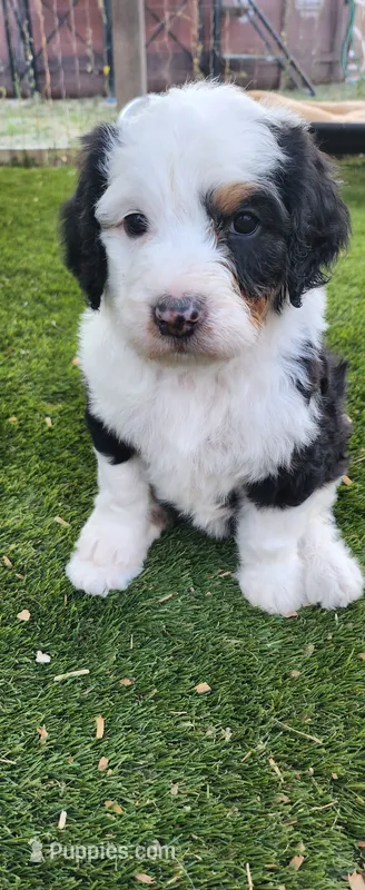Aspin – Bernedoodle puppy for sale in Pueblo West, CO