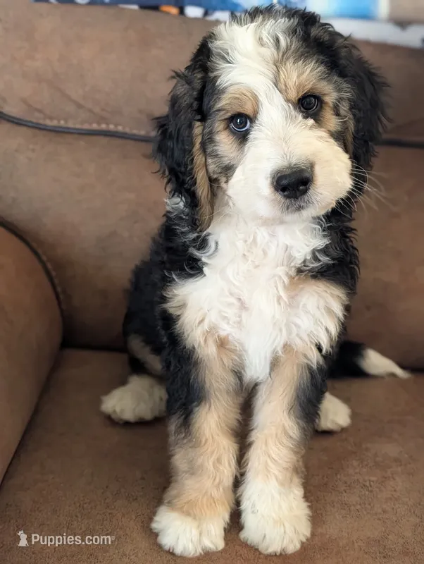 Ranger – Bernedoodle puppy for sale in Pueblo West, CO
