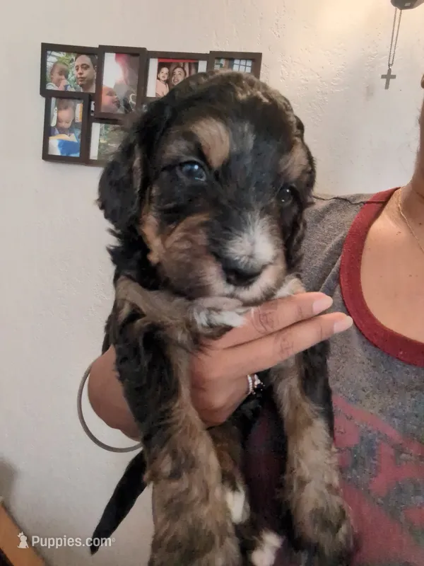 Oakley  – Bernedoodle puppy for sale in Pueblo West, CO