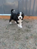 Hazel , a female Bernedoodle for sale in Pueblo West, CO – 2 of 10