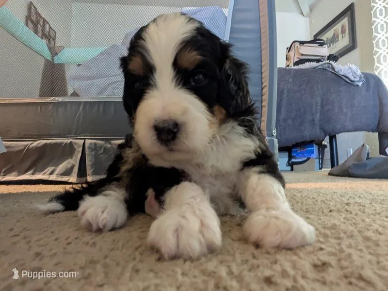 Hazel  – Bernedoodle puppy for sale in Pueblo West, CO