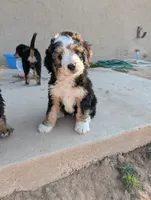 Ranger, a male Bernedoodle for sale in Pueblo West, CO – 2 of 10