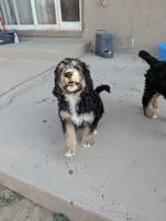 Juniper , a female Bernedoodle for sale in Pueblo West, CO – 9 of 9