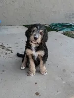 Juniper , a female Bernedoodle for sale in Pueblo West, CO – 2 of 9