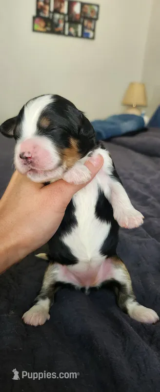Hazel  – Bernedoodle puppy for sale in Pueblo West, CO