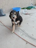 Juniper , a female Bernedoodle for sale in Pueblo West, CO – 7 of 9