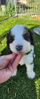 Maverick , a male Bernedoodle for sale in Pueblo West, CO – 7 of 9