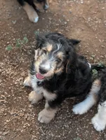Juniper , a female Bernedoodle for sale in Pueblo West, CO – 4 of 9