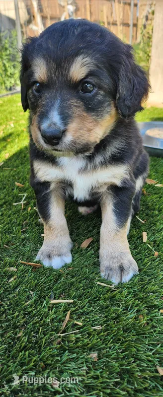 Maple – Bernedoodle puppy for sale in Pueblo West, CO