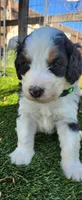 Maverick , a male Bernedoodle for sale in Pueblo West, CO – 5 of 9