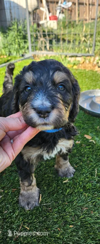 Oakley  – Bernedoodle puppy for sale in Pueblo West, CO